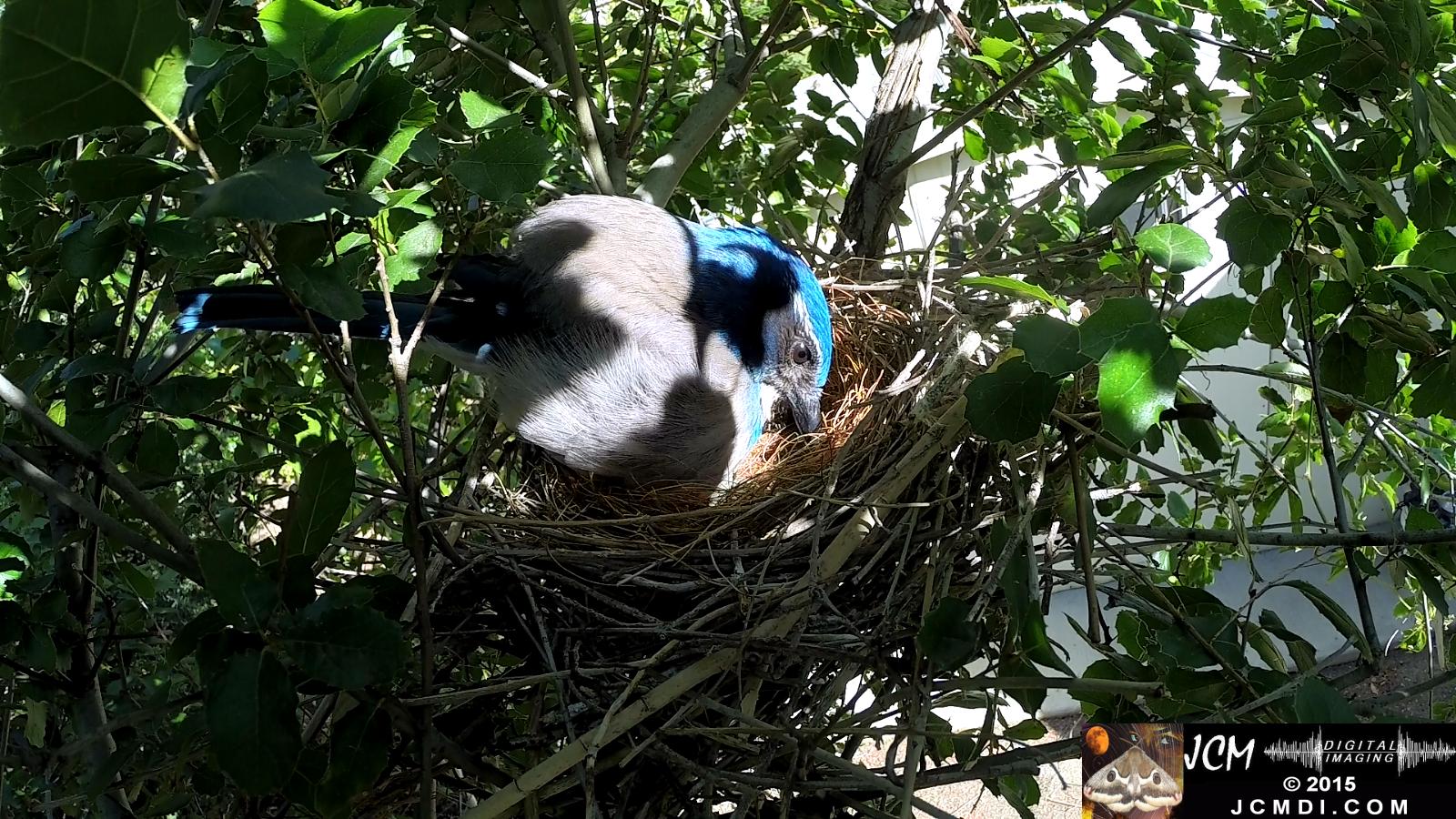 Scrub Jay nest and activity GoPro Hero3+ Black 3-3132015 Santa Clarita JCMDI.COM